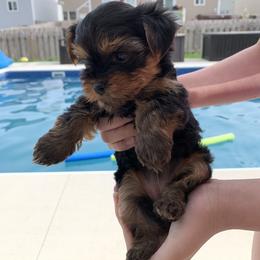 Yorkshire Terrier Puppies from Missy Lu Lap Puppies