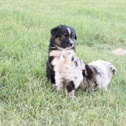 Australian Shepherd Puppies from Rustic Roots Australian Shepherds