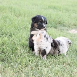 Australian Shepherd Puppies from Rustic Roots Australian Shepherds