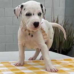 June - White and black male Dalmatian puppy in Albuquerque, New Mexico from Renov Dalmatian Plantation