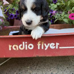 Bernedoodle and Goldendoodle Puppies from Marbel Wood Doodles