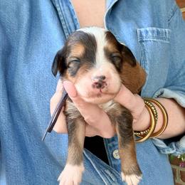 Shelby - Sable female Bernedoodle puppy in Denver, Pennsylvania from Greenview Puppies