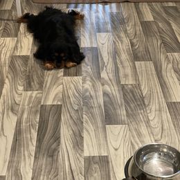 Cavalier King Charles Spaniel Puppies from Eastwick Paws Cavaliers