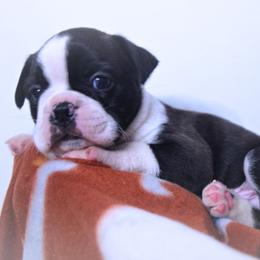 Baby Otis - Black and white male Boston Terrier puppy in Kingsport, Tennessee from Sleepwalker Bostons