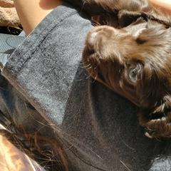 Boykin Spaniel Puppies from Bear Creek Boykin Spaniels