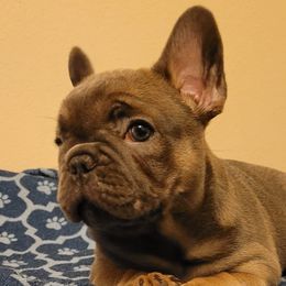 French Bulldog Puppies from Charles Frenchies