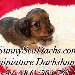 Dachshunds from SunnySeaDachs