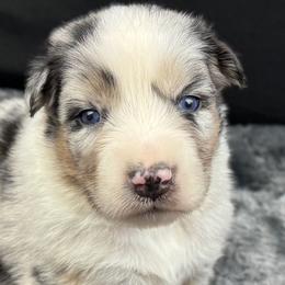 Boy 3: Rio - Blue merle male Australian Shepherd puppy in Volant, Pennsylvania from Addie's Aussies