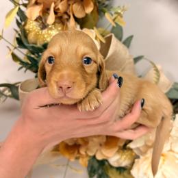 Cider 3750 - Cream male Dachshund puppy in Mayville, Michigan from Teenie Little Hearts