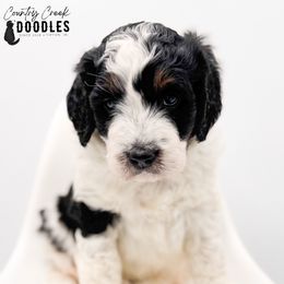 Billy - Tri-color male Bernedoodle puppy in Tipton, Indiana from Country Creek Doodles