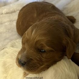 Orange collar girl - Apricot female Goldendoodle puppy in Fairfield, California from Twin Sisters Doodles