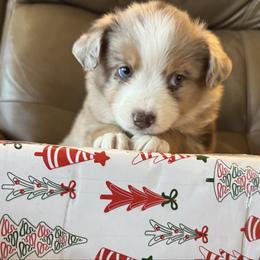 Louis (Louie) - Red merle male Miniature Australian Shepherd puppy in Taylor, Arizona from Holy Ghost Ranch, Inc