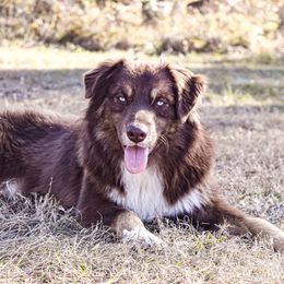 Australian Shepherds from Triple C Aussies