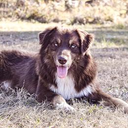 Australian Shepherds from Triple C Aussies