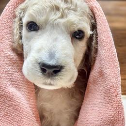 Miss PINK Collar (was Lavender) Video - Cream female Poodle puppy in Screven, Georgia from Dreamland Standard Poodles