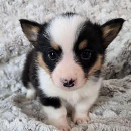 BM-1 - Black and tan male Pembroke Welsh Corgi puppy in Ely, Minnesota from RJ's Corgis