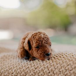 Goldendoodle and Sheepadoodle Puppies from Red River Goldendoodles