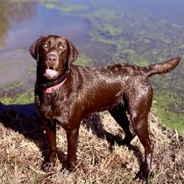 Rook - Labrador Retriever