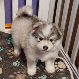 Cocoa - Wolf sable male Pomsky puppy in Idaho Falls, Idaho from Idaho Pomsky