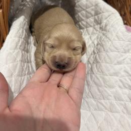Baby - Cream female Dachshund puppy in Pontotoc, Mississippi from Toddy Kennels