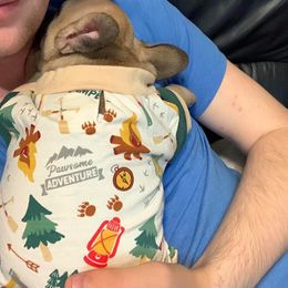 Bulldog and French Bulldog Puppies from Crystals Bulldog Bungalow