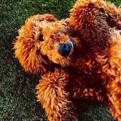 Goldendoodle Puppies from Labradoodleday