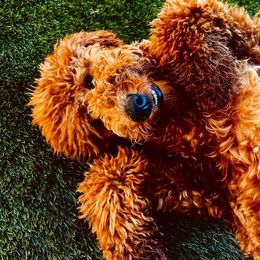 Goldendoodle Puppies from Labradoodleday