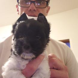 Maverick - Parti male Yorkshire Terrier puppy in Mattoon, Illinois from Strohlz Yorkies