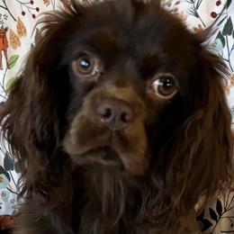 Mocha - Cavalier King Charles Spaniel