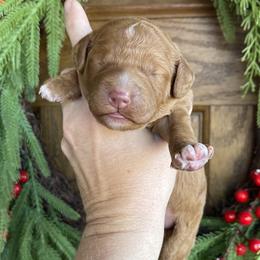 Cedar - Yellow and white female Bernedoodle puppy in Superior, Arizona from Mountain Bridge Doodles