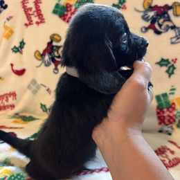 Dachshund Puppies from Winnie’s Doxies