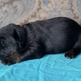 Teal collar boy - Bi-color male German Shepherd puppy in Coleta, Illinois from Four Leaf Farm- Vom Vierblättriges Bauernhof