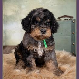 Piper - Blue merle male Bernedoodle puppy in Connersville, Indiana from Deaz Doodle Ranch