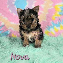 Nova - Black and tan female Yorkshire Terrier puppy in Adair, Oklahoma from Phillippe's Puppy Paws