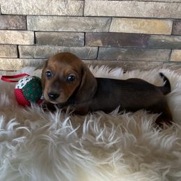 Red - Red male Dachshund puppy in Gravois Mills, Missouri from Benji’s Babies