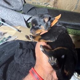 Girl 2 - Black and mahogany female Rottweiler puppy in Corydon, Indiana from Rottweiler von knight enterprise