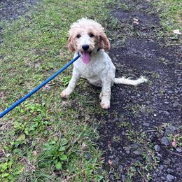 Sky - Cream female Goldendoodle puppy in Willits, California from Big Island Goldendoodles