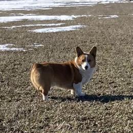 Flashycash - Red male Pembroke Welsh Corgi puppy in Shelley, Idaho from Whistling Wind Corgi’s