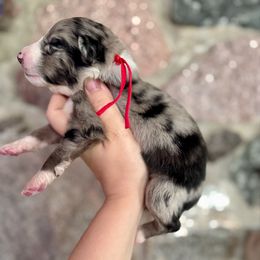 Rune - Blue merle male Australian Shepherd puppy in Kalamazoo County, Michigan from Loveland Kennels