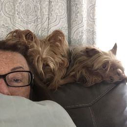 Yorkshire Terrier Puppies from MCM Acres