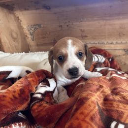 Blitzen - Piebald male Dachshund puppy in Folsom, Louisiana from De’s Doxies