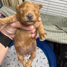 Delilah - Apricot female Poodle puppy in Azle, Texas from Texas Kissed K9s
