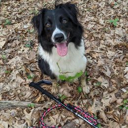 English Shepherd All Grown Up from Ripple