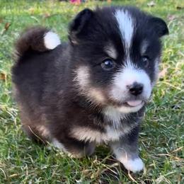 Peter - Black and white male Pomsky puppy in Scandinavia, Wisconsin from Bonnie’s Little Fluffys