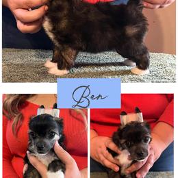 Ben - Sable male Chinese Crested puppy in Brooksville, Florida from Ariella Standard Poodles & Chinese Cresteds