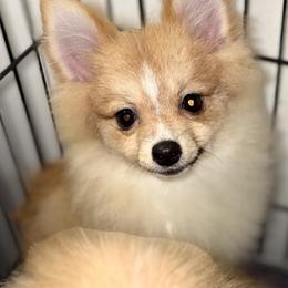 Comet - Orange sable male Pomeranian puppy in Gilmer, Texas from Fairchild Fancy Pomeranians and Coachella Pomeranians