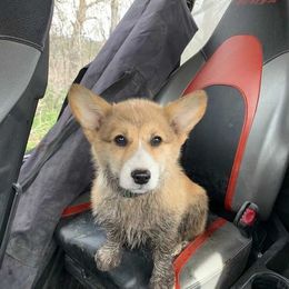 American Corgis and Pembroke Welsh Corgis from Hallows Corgis