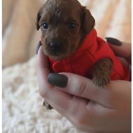 Louis - Red male Cavapoo puppy in Fairmont, West Virginia from Ruby Heirloom Companions