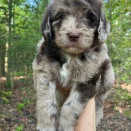 Ralf - Merle male Goldendoodle puppy in New Ringgold, Pennsylvania from Hawk Mountain Doodles
