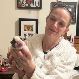 Solo - Brindle male Bulldog puppy in Tremonton, Utah from Snuggle Pups